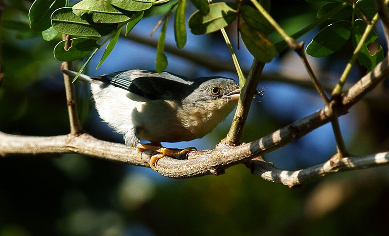 Tangara coiffe-noire femelle adulte, identification