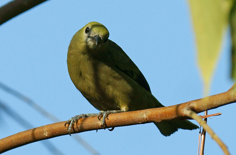 Palm Tanager