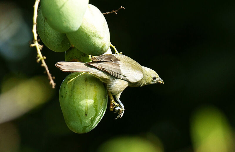 Palm Tanager