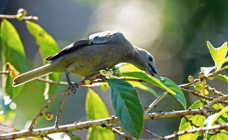 Palm Tanager