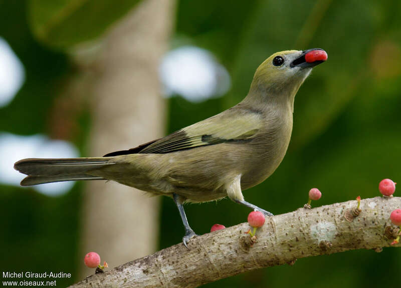 Palm Tanageradult, feeding habits