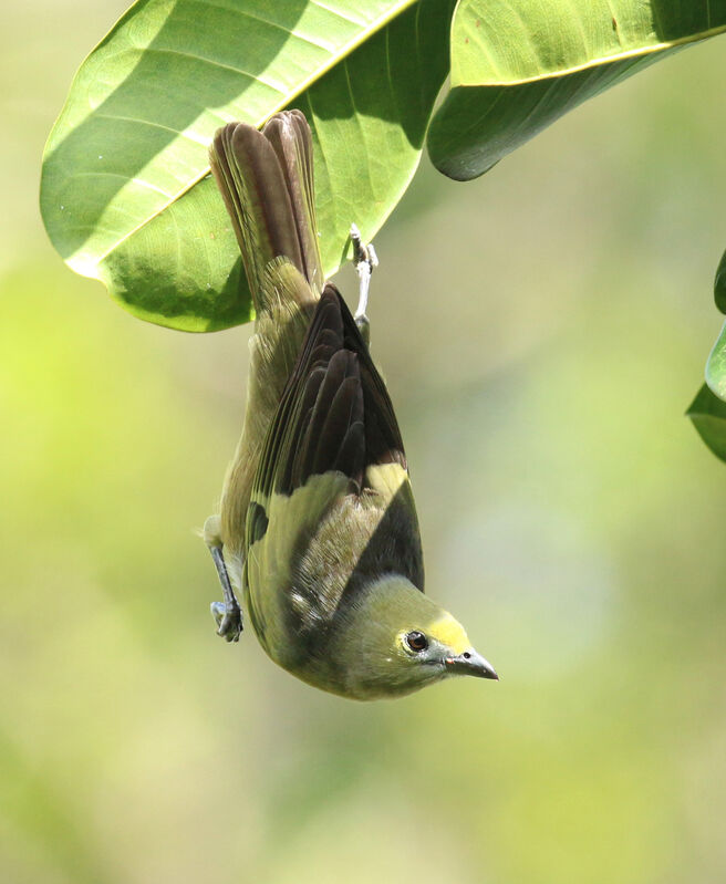 Palm Tanager