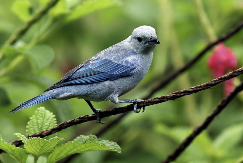 Blue-grey Tanageradult