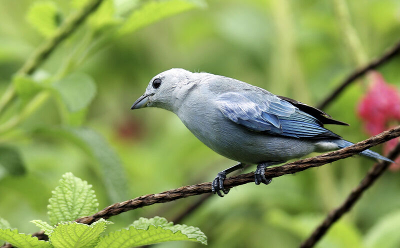 Blue-grey Tanageradult