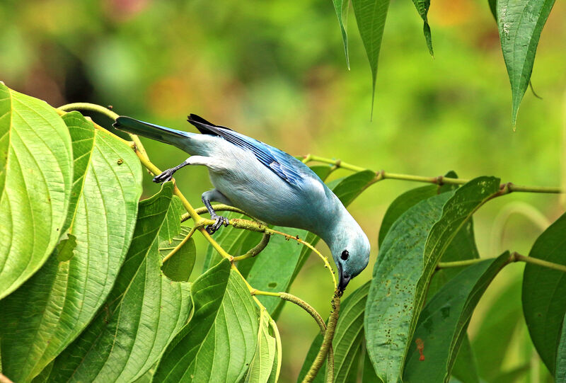 Blue-grey Tanageradult, eats