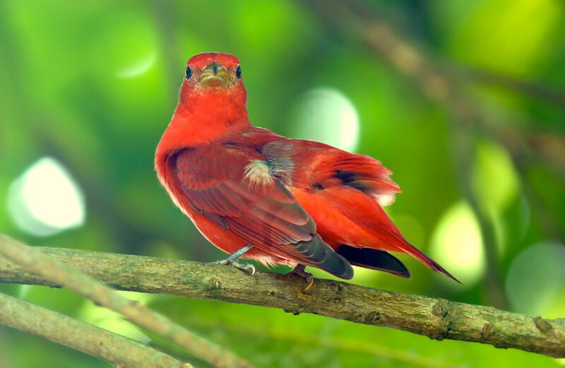 Summer Tanager male adult, identification