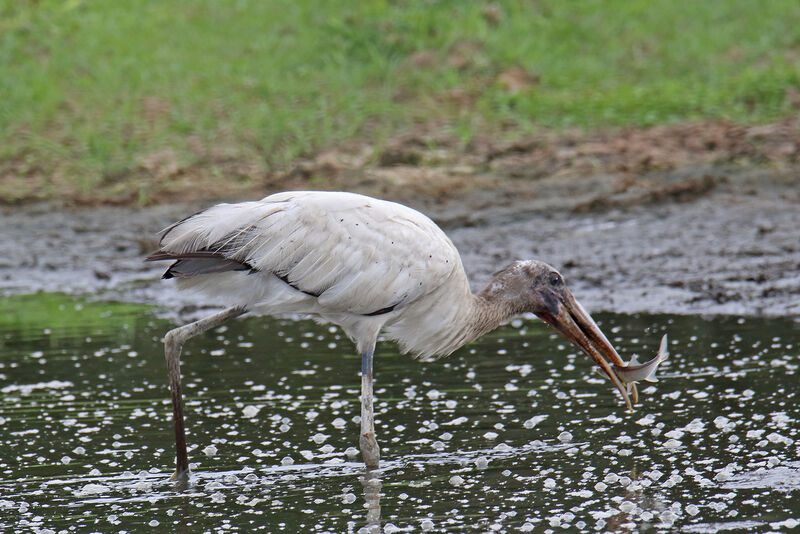 Wood Storksubadult, fishing/hunting