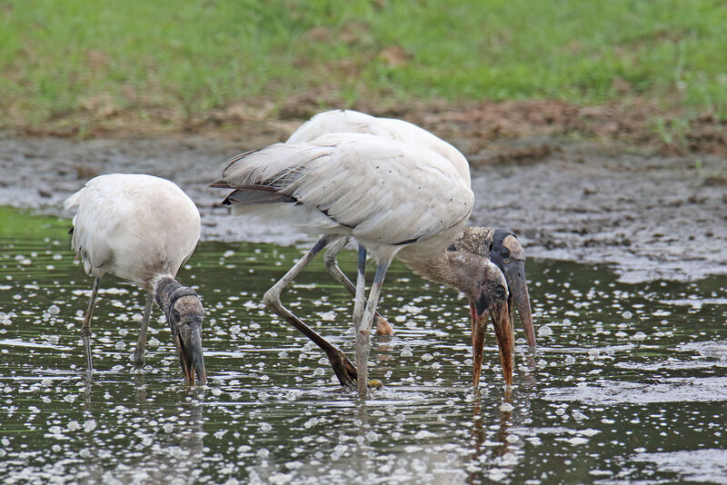 Wood Stork