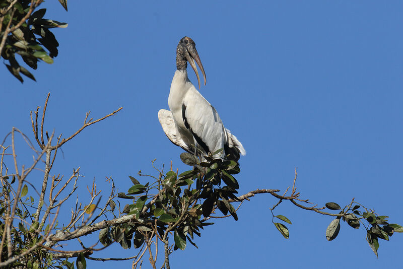 Wood Storkadult