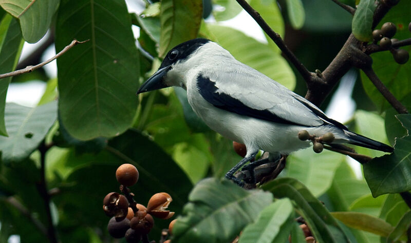 Black-crowned Tityra male adult