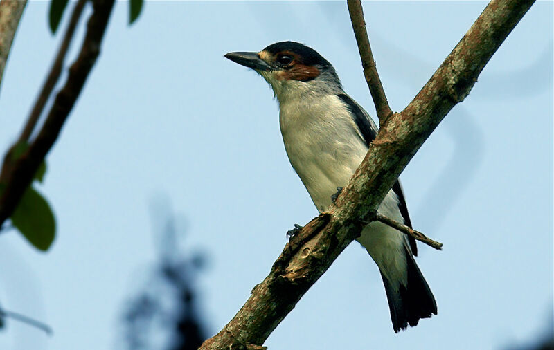 Black-crowned Tityra female adult, identification