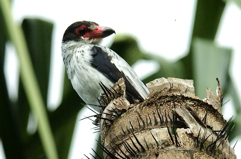 Black-tailed Tityra