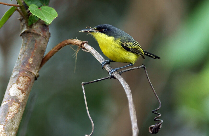 Common Tody-Flycatcher, identification