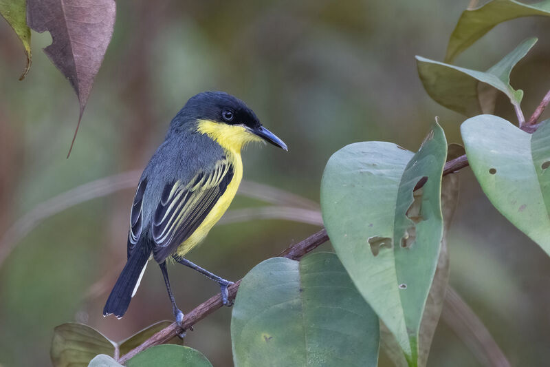 Common Tody-Flycatcher