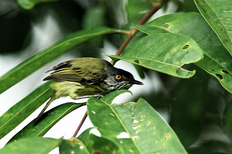 Spotted Tody-Flycatcher