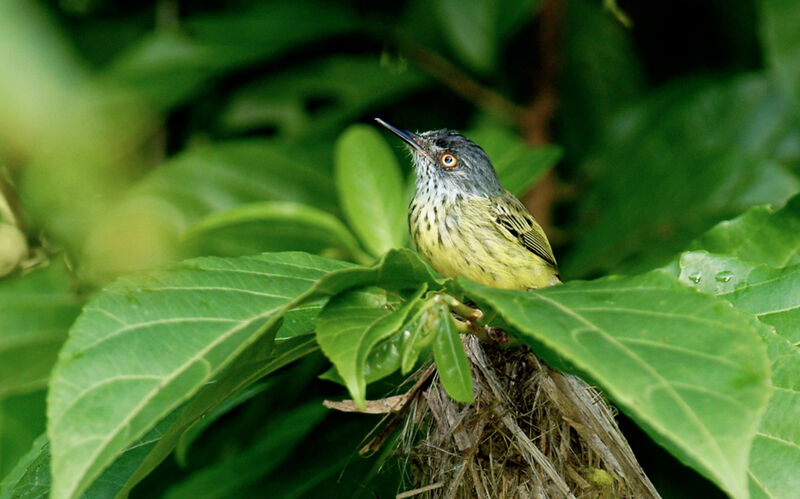 Spotted Tody-Flycatcheradult, Reproduction-nesting