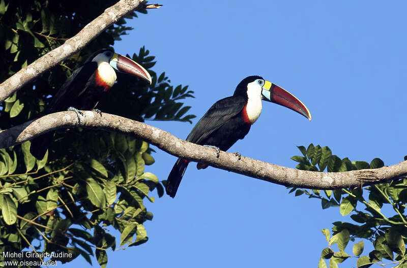 Toucan à bec rougeadulte, identification