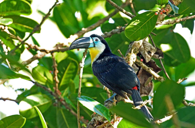 Channel-billed Toucanadult