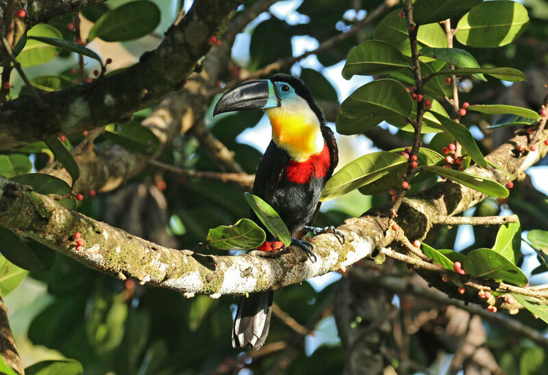 Toucan vitellin