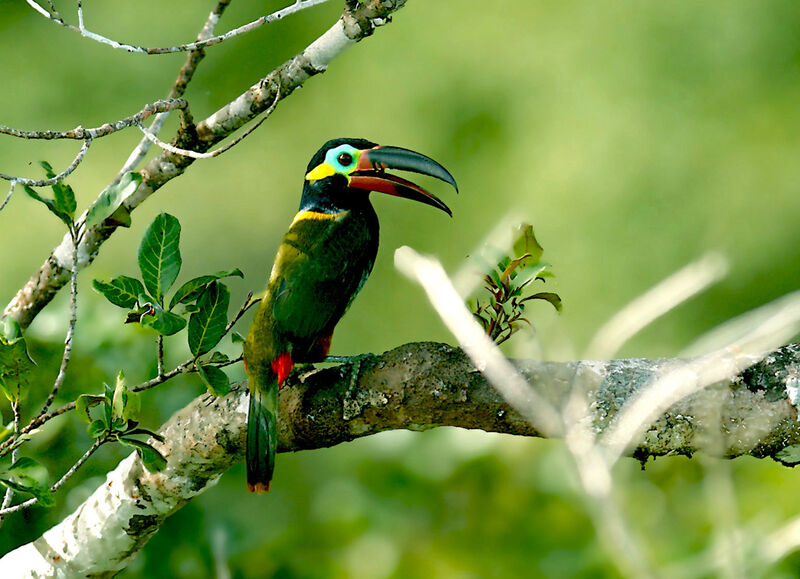 Toucanet koulik, identification