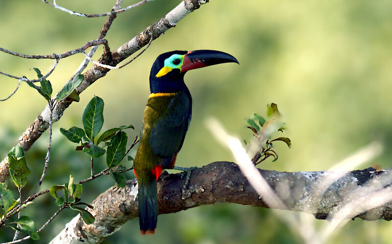 Toucanet koulik, identification