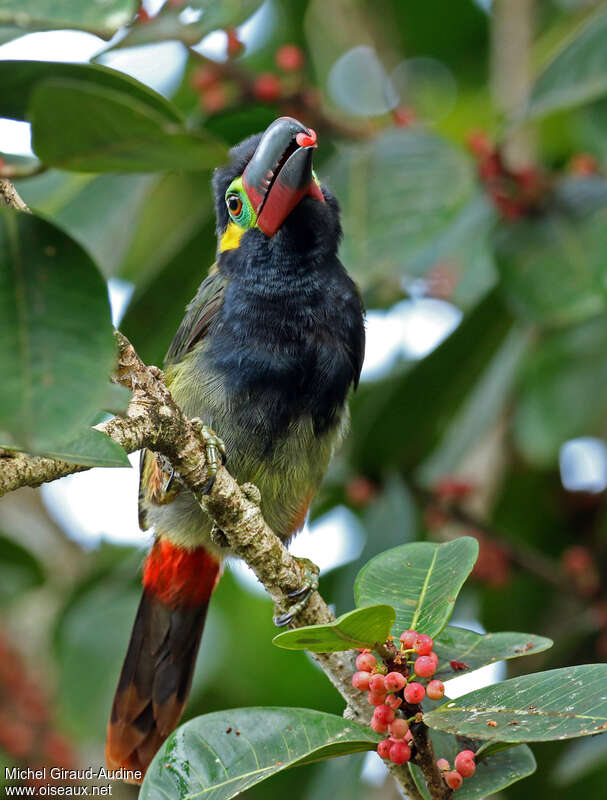 Toucanet koulik mâle adulte, régime, mange