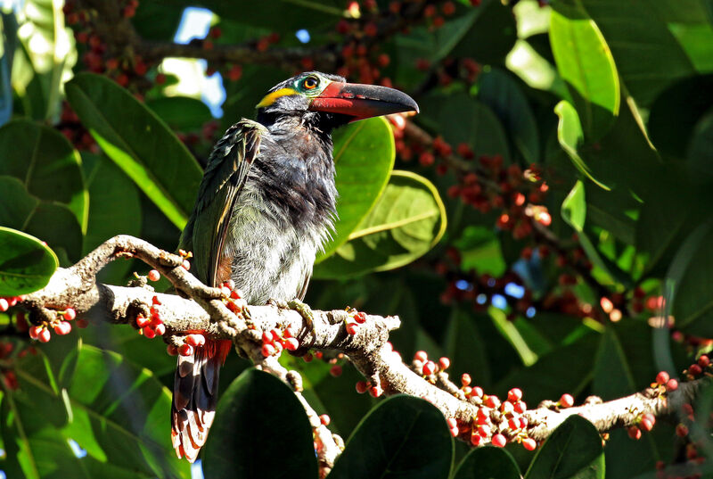 Toucanet koulik femelle adulte, mange