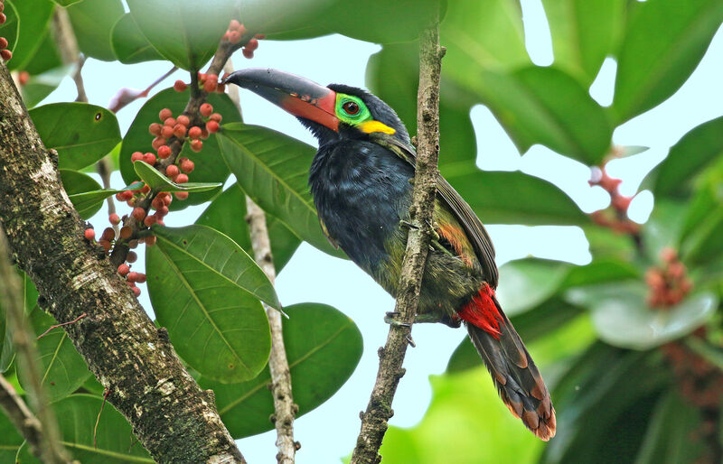 Toucanet koulik mâle adulte, mange