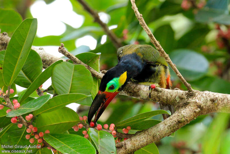 Toucanet koulik mâle adulte, régime, mange