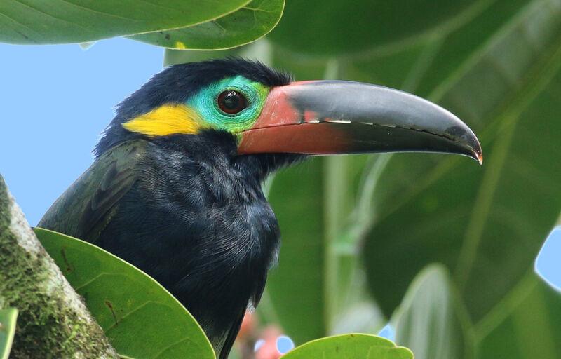 Toucanet koulik mâle adulte, portrait