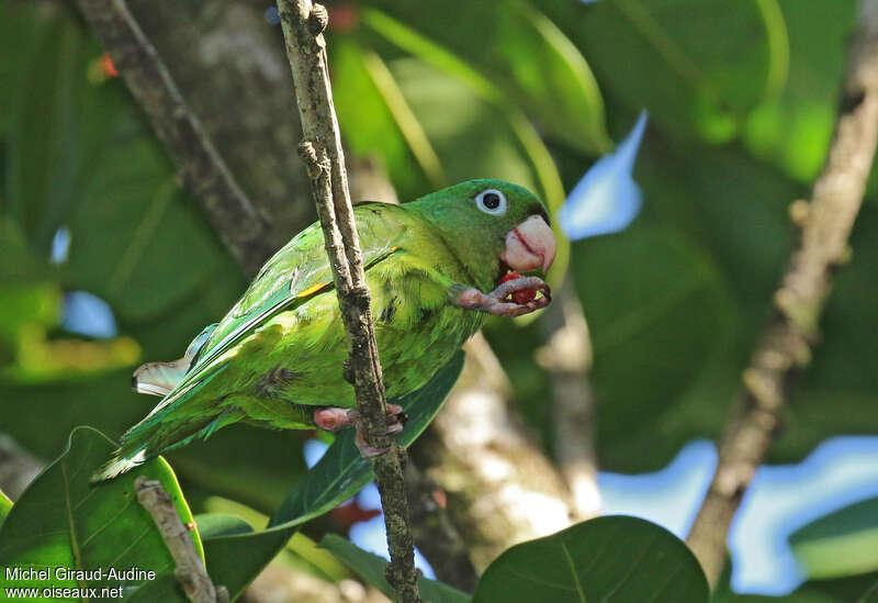 Golden-winged Parakeetadult, eats