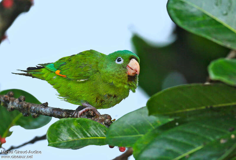 Golden-winged Parakeetadult, identification