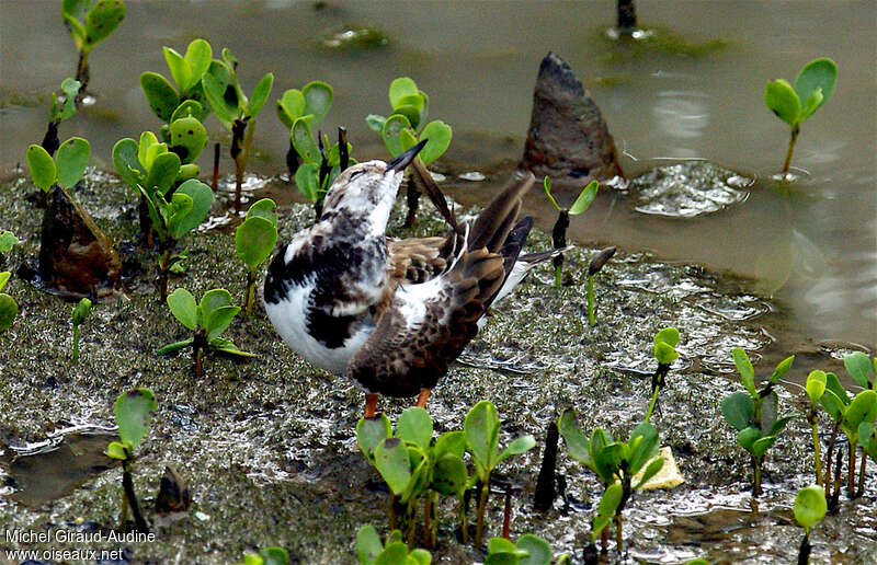 Ruddy Turnstone, care