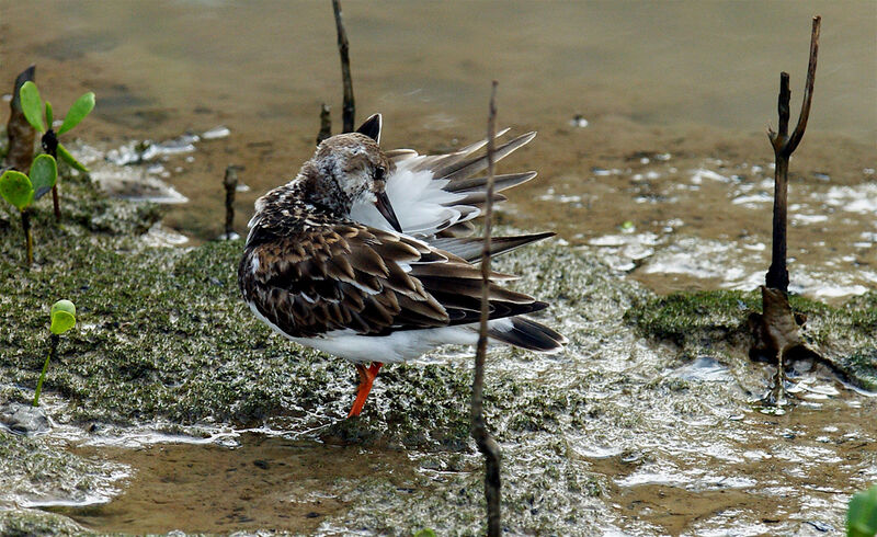 Ruddy Turnstone