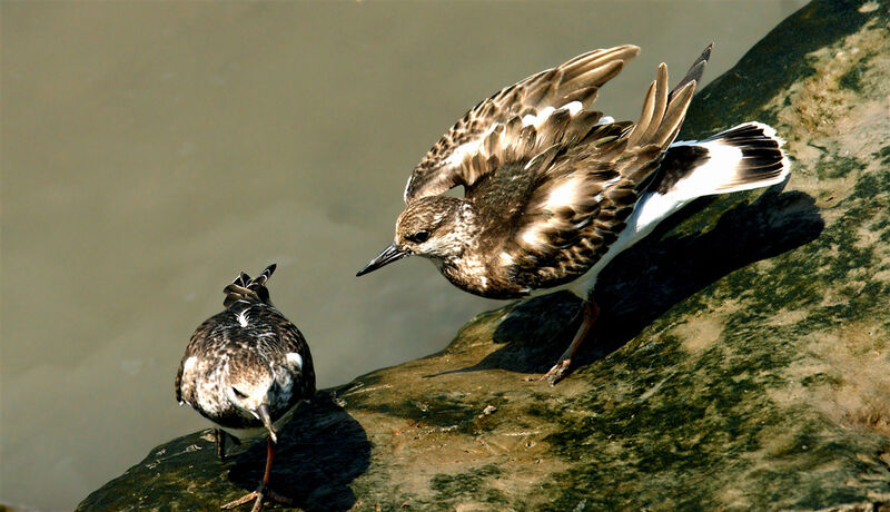 Ruddy Turnstone