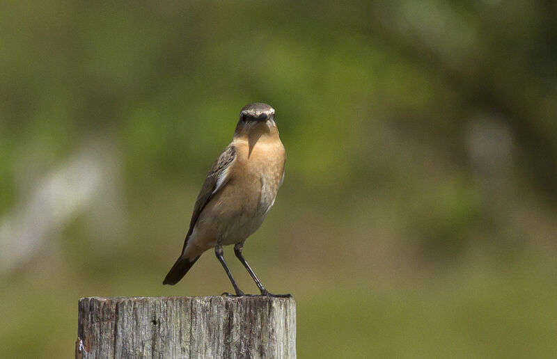 Northern Wheatear