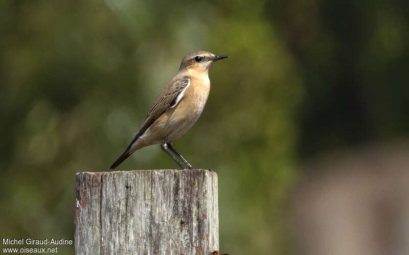 Traquet motteux, identification