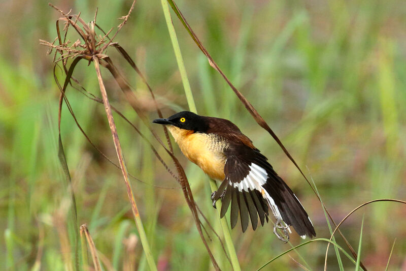 Black-capped Donacobiusadult