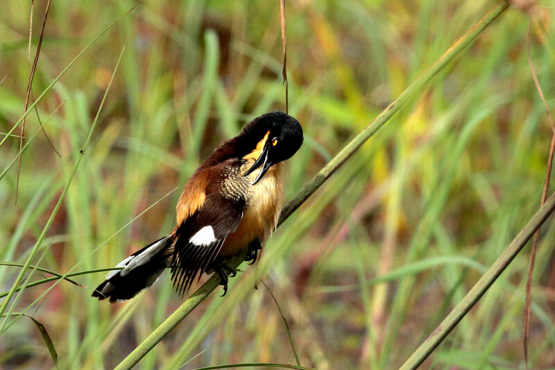 Black-capped Donacobiusadult