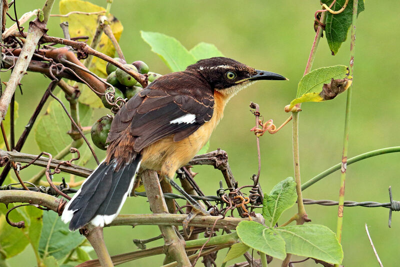 Black-capped DonacobiusFirst year