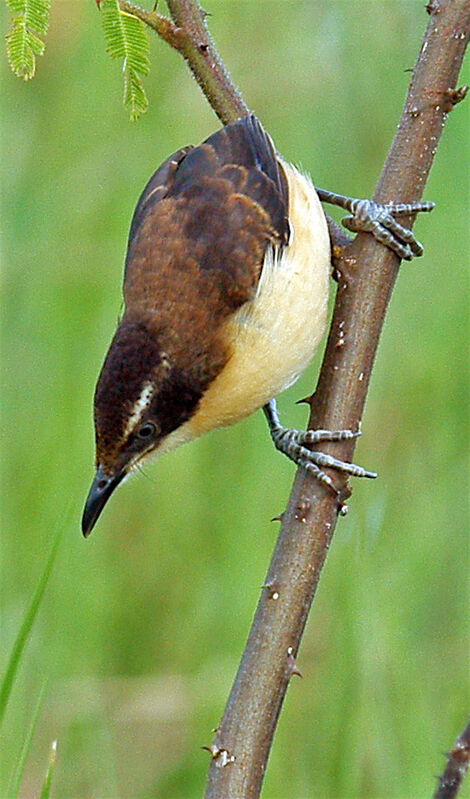 Black-capped Donacobiusjuvenile