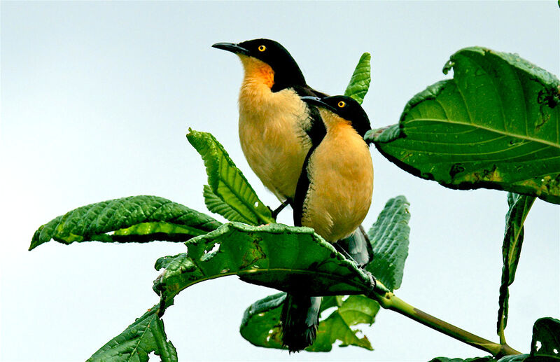 Black-capped Donacobius