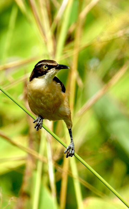 Black-capped Donacobius, identification