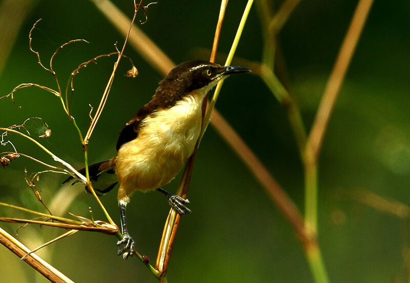 Black-capped Donacobius, identification