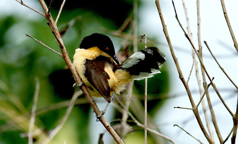 Black-capped Donacobius, identification