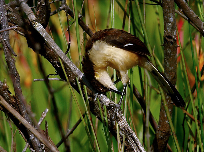 Troglodyte à miroirimmature, identification