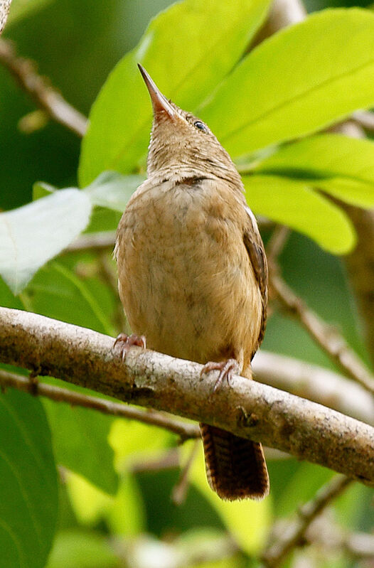 Troglodyte austral