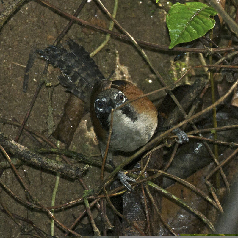 Coraya Wren, Reproduction-nesting