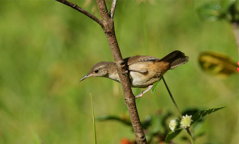 House Wren