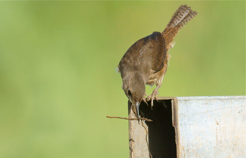 House Wrenadult, Reproduction-nesting